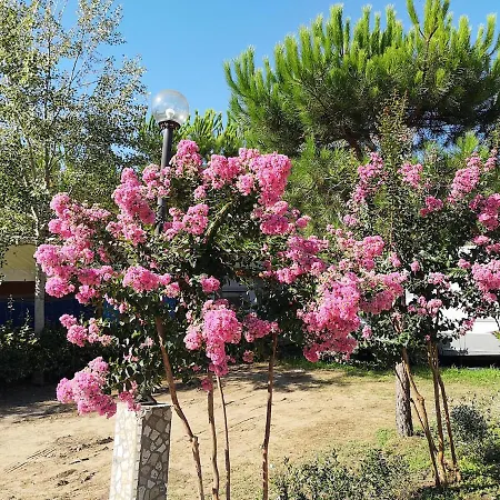 Country Camp Campeggio Paradiso Viareggio Exterior photo